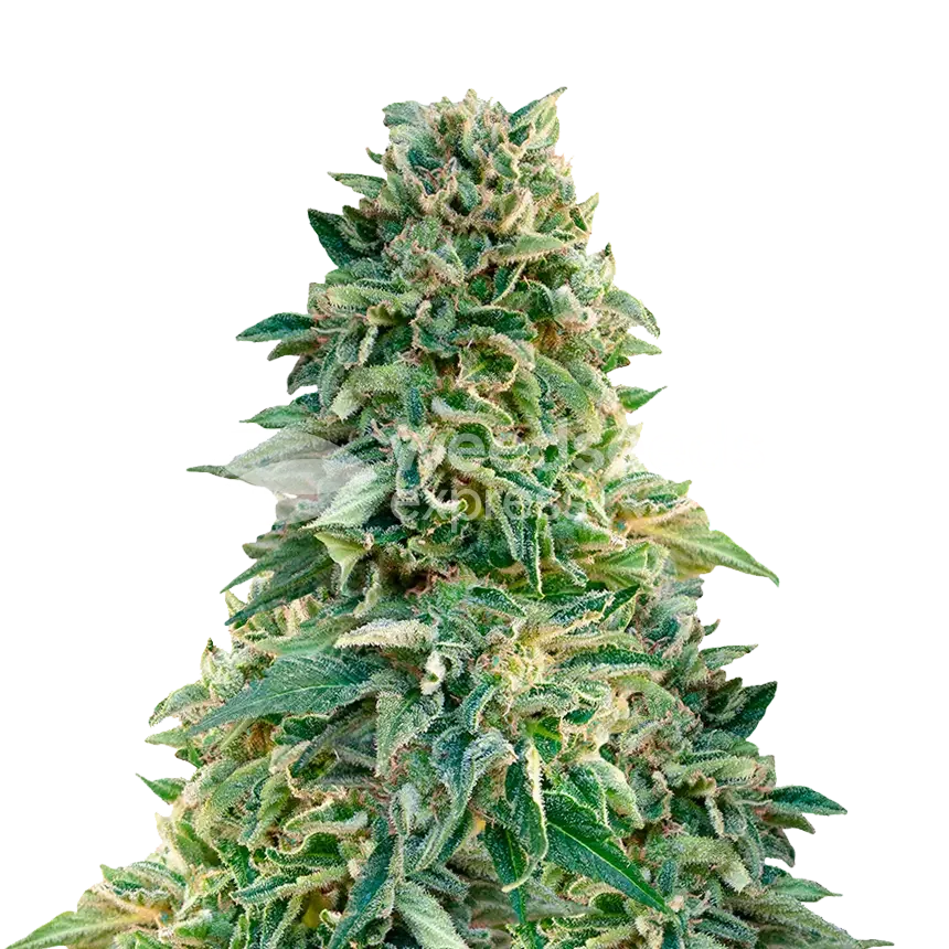 Plante de cannabis Jack Herer