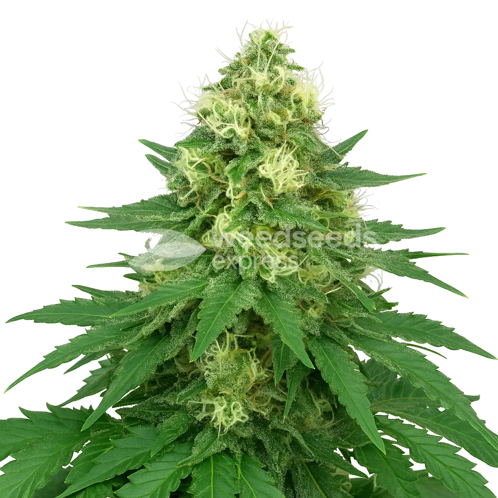 Plante de Jack Widow Auto