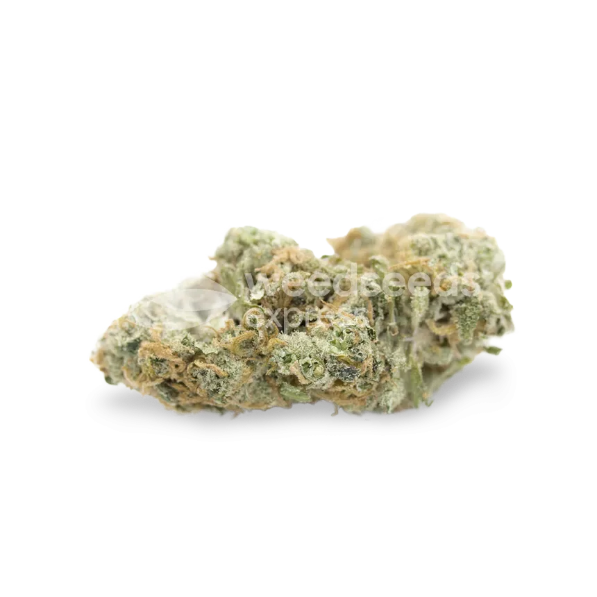 Jack Widow bud