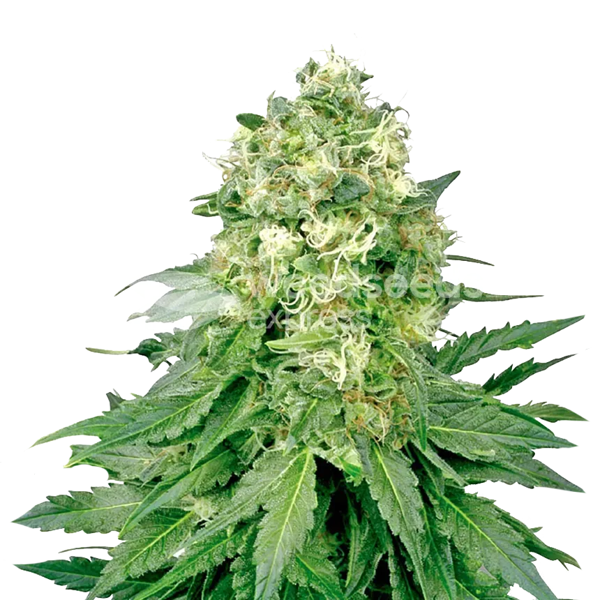 Jack Widow plant