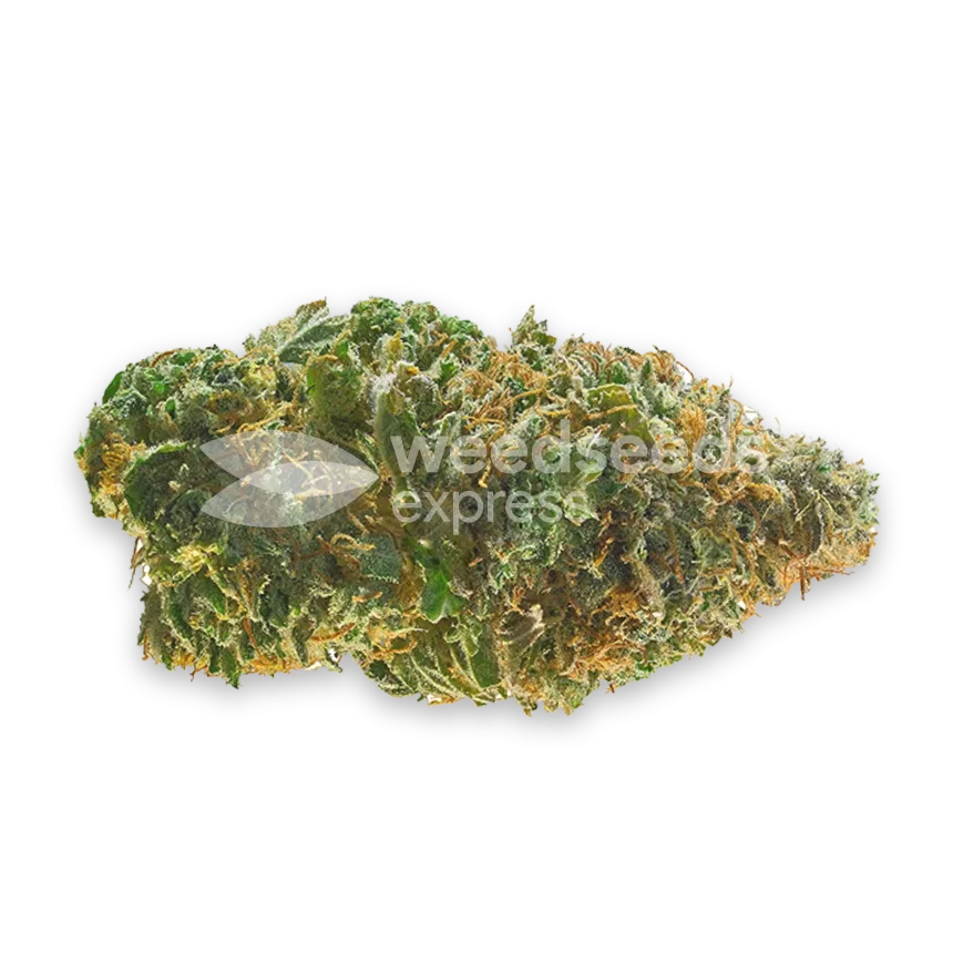 Jealousy bud