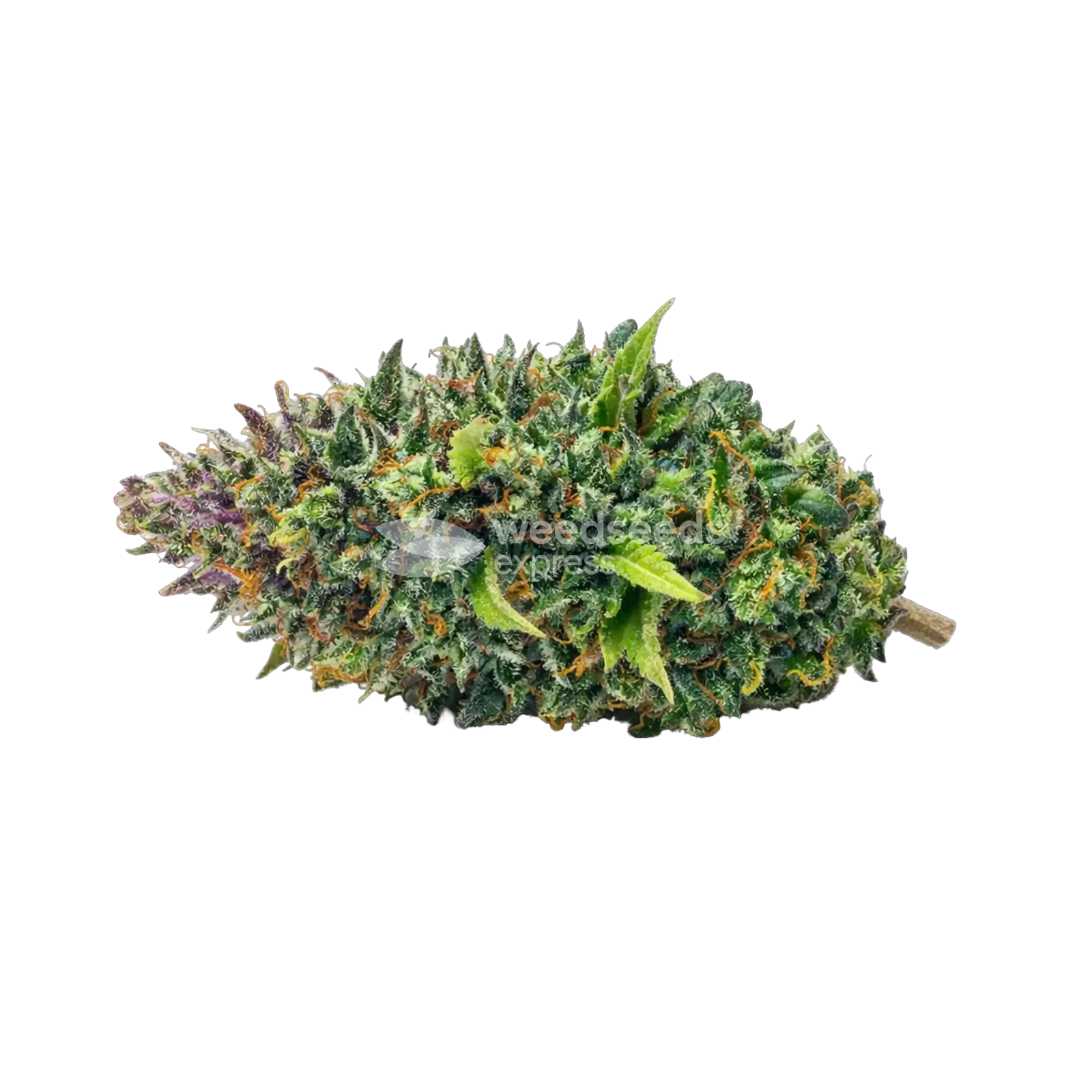 Tête de cannabis Kali Mist