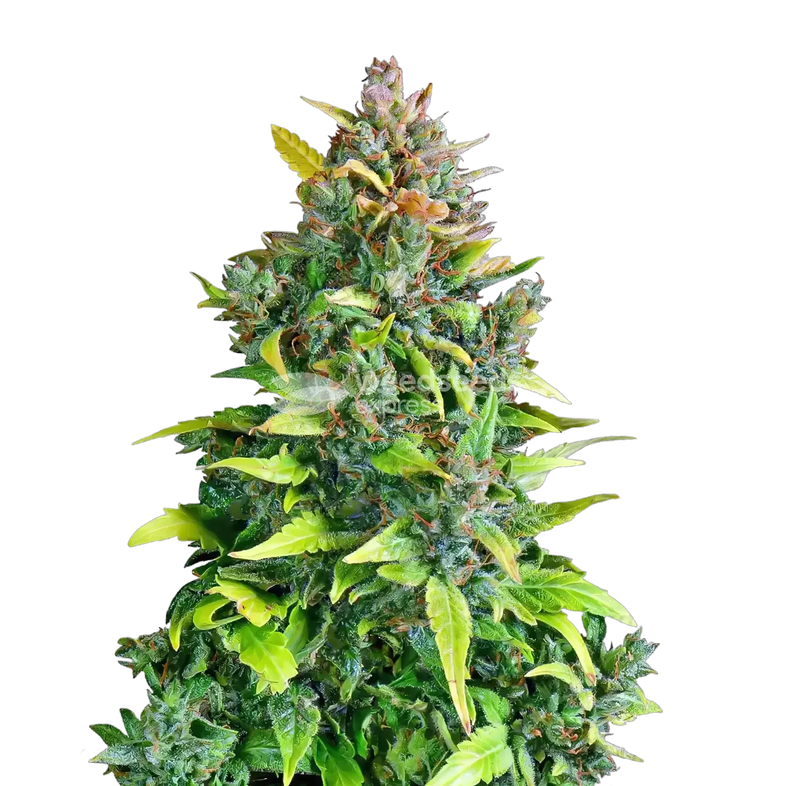 Plante de cannabis Kali Mist