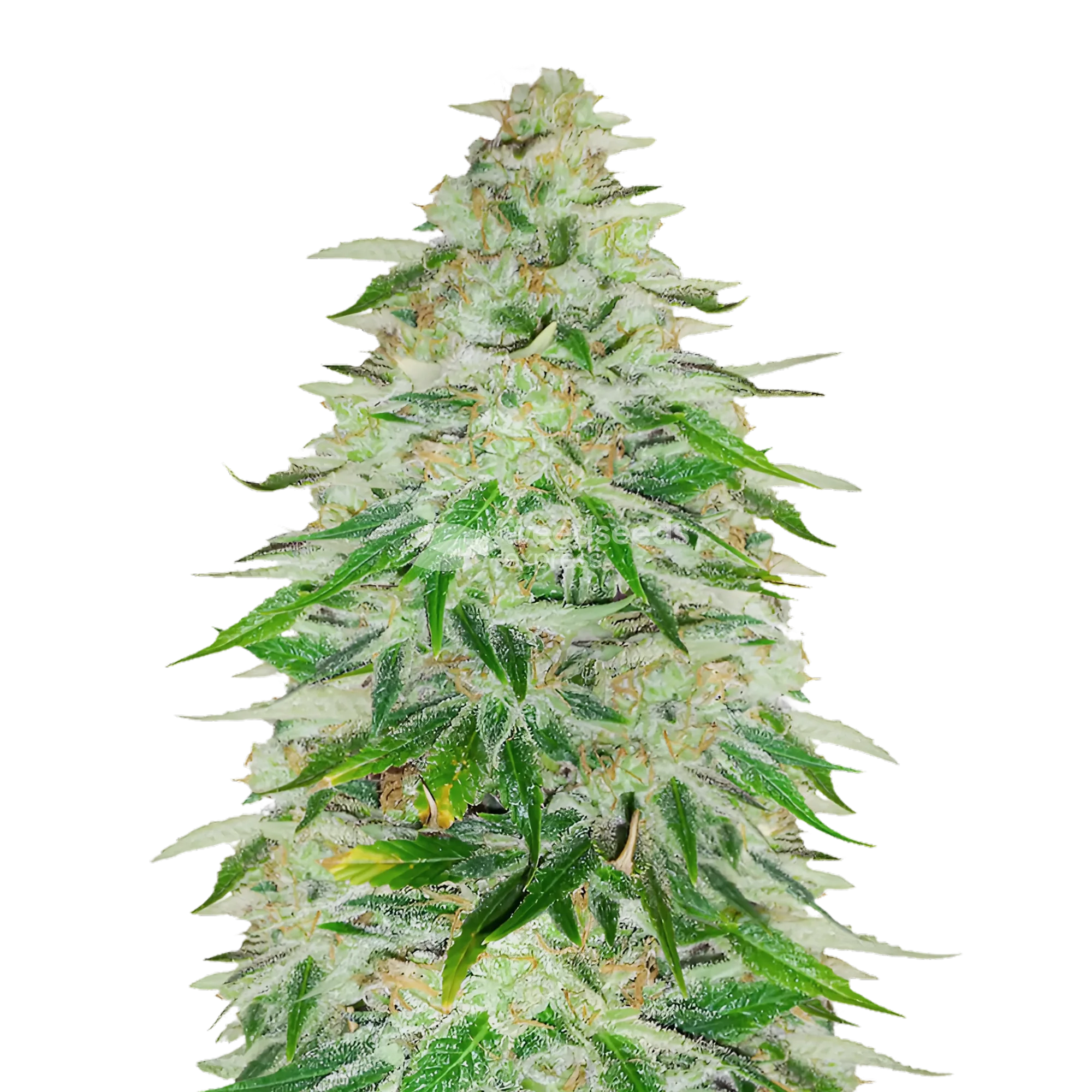 Kalifa Kush Plante