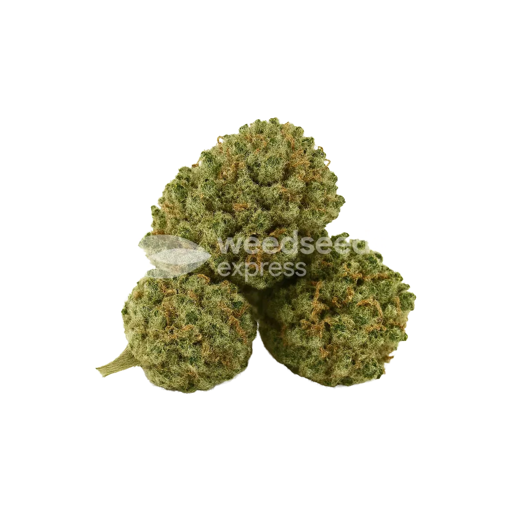 Bud de Khalifa Kush Auto