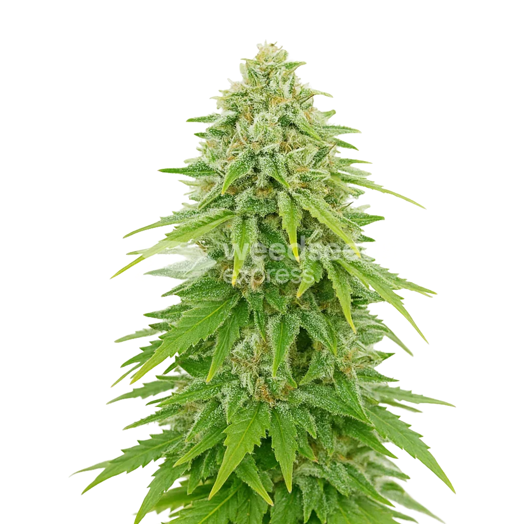 Plante de Khalifa Kush Auto