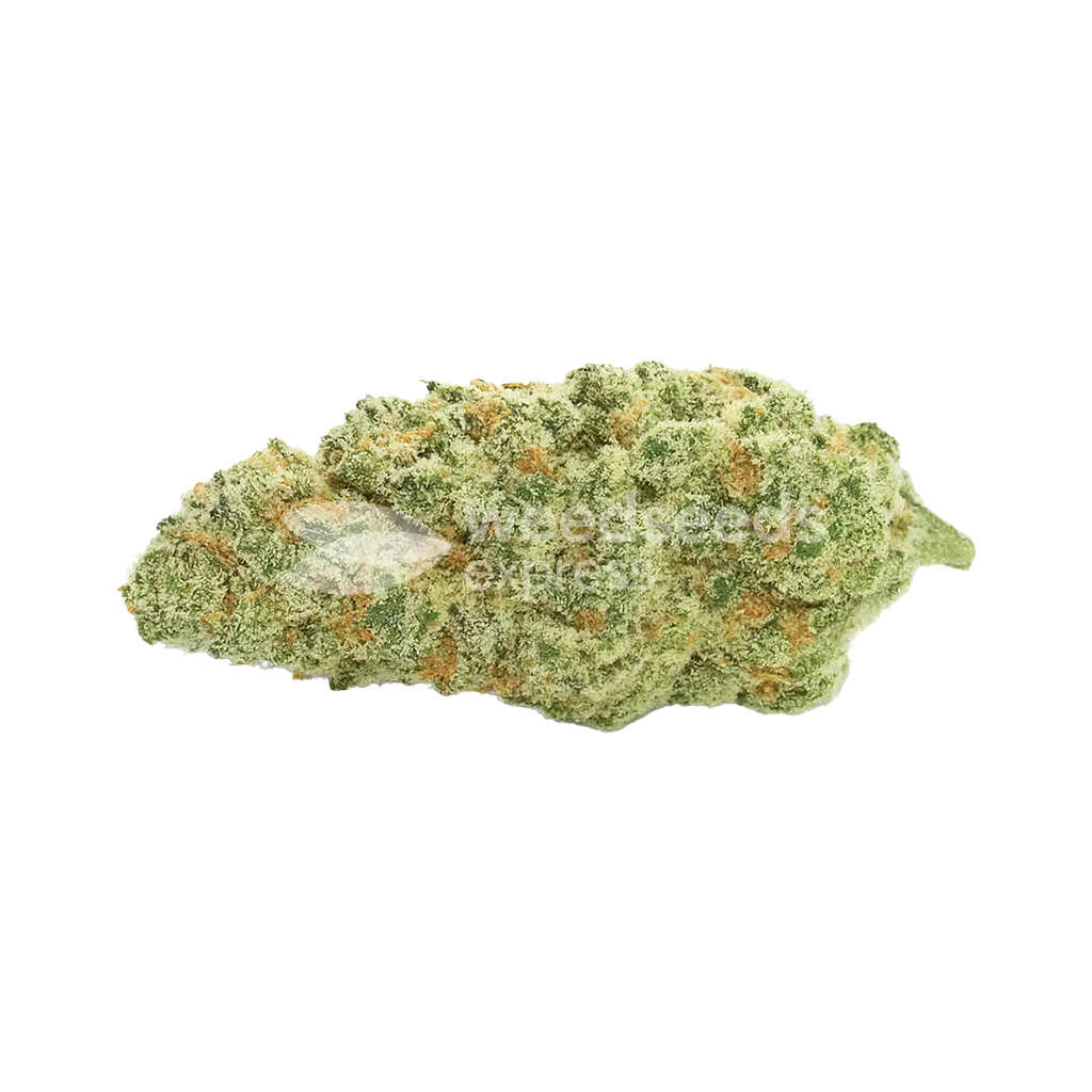Bud de Kiwi Kush Auto