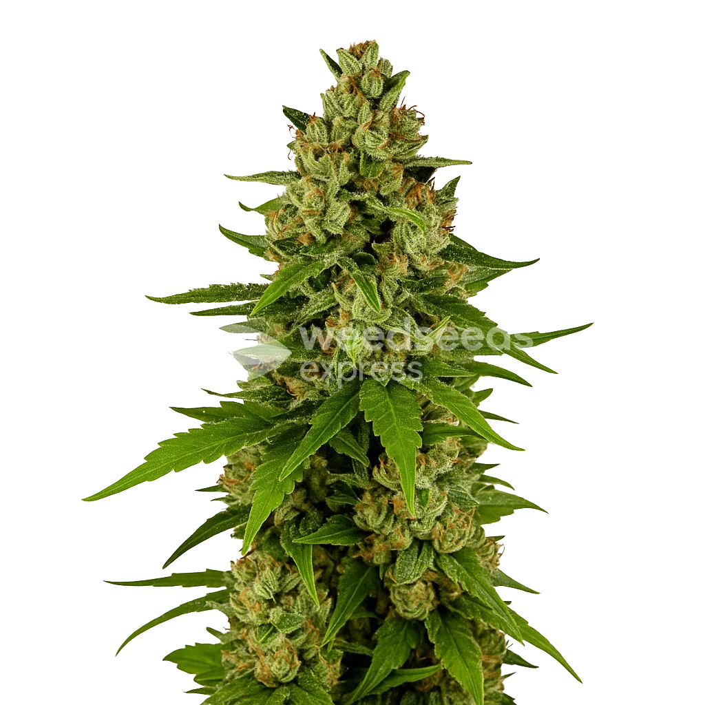 Plante de Kiwi Kush Auto