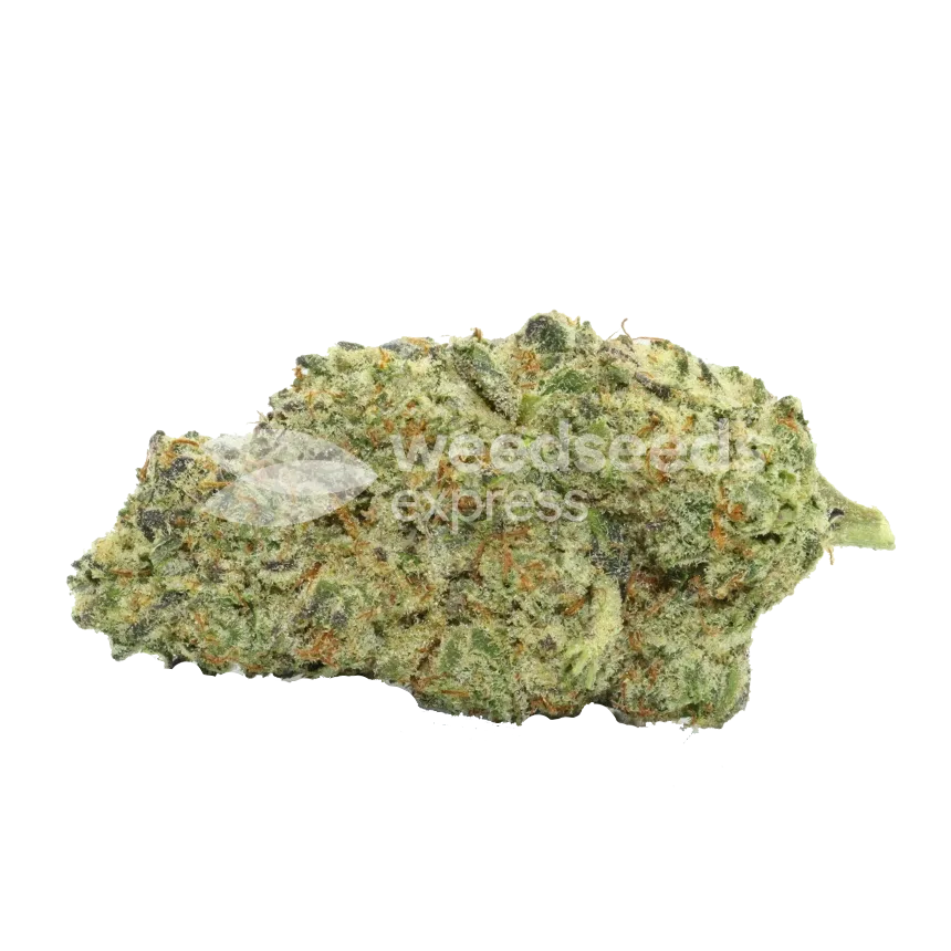 Kiwi Kush Bud