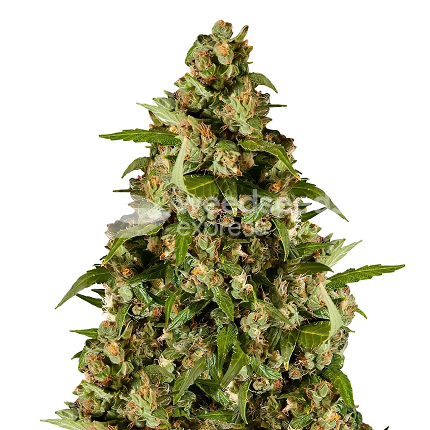 Kiwi Kush Plant