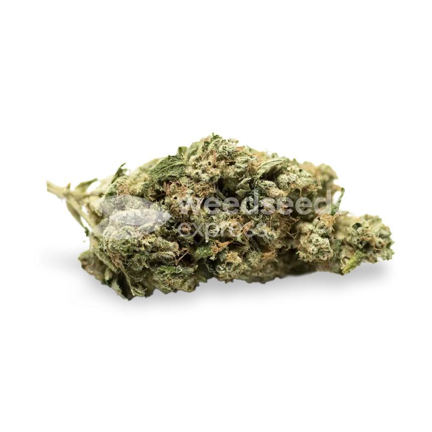 Kosher Kush bud