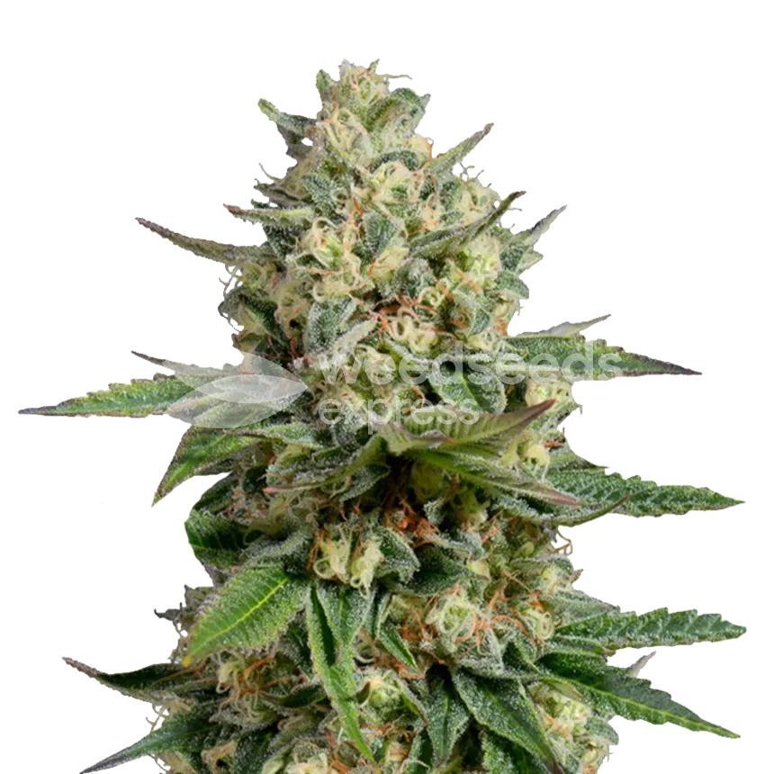 Kosher Kush plant