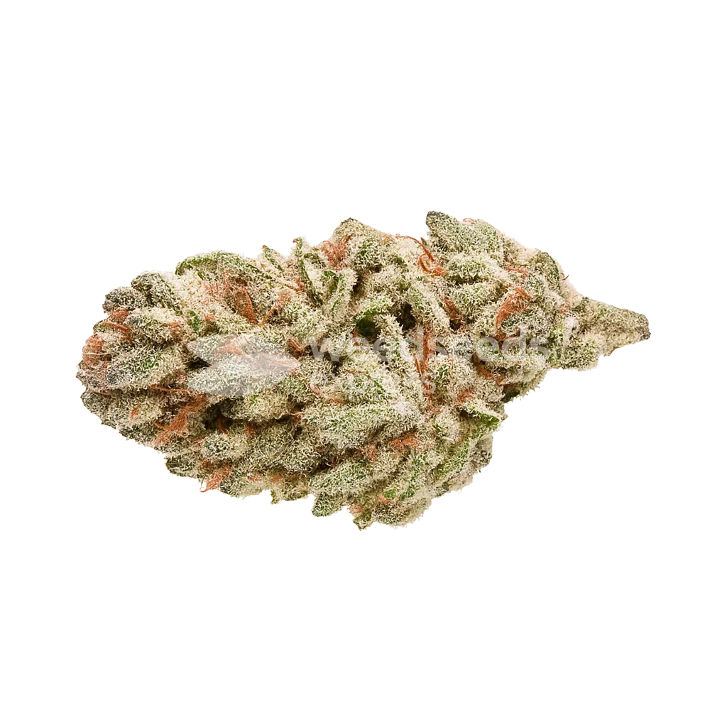 Bud de LA Confidential Auto