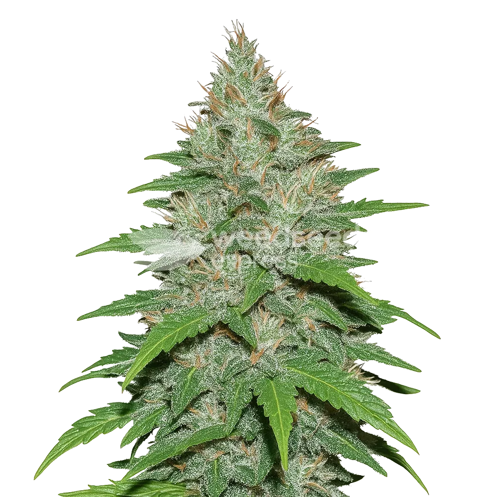Plante de LA Confidential Auto