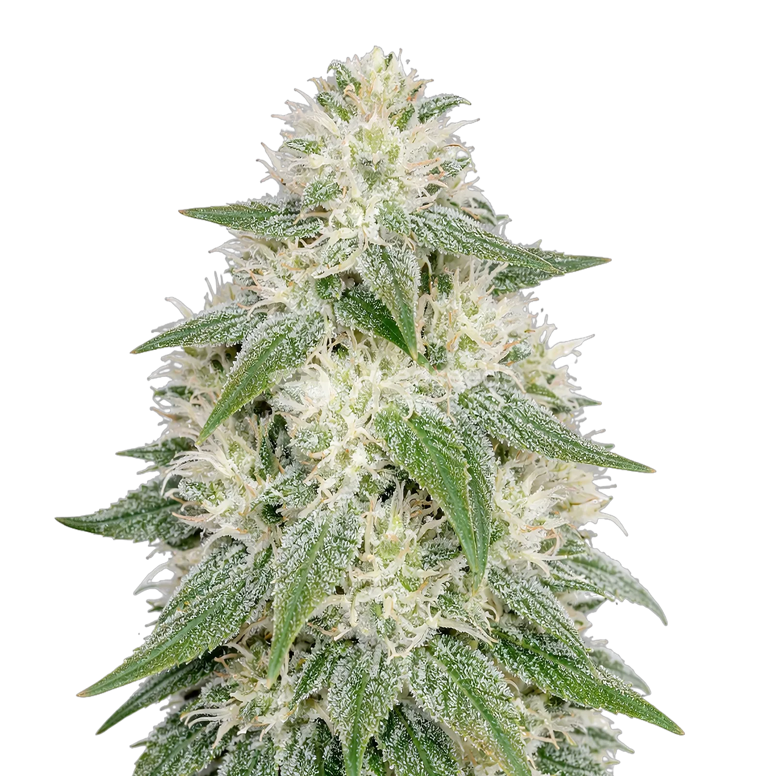 Plante de cannabis Lamb's Bread Autoflower