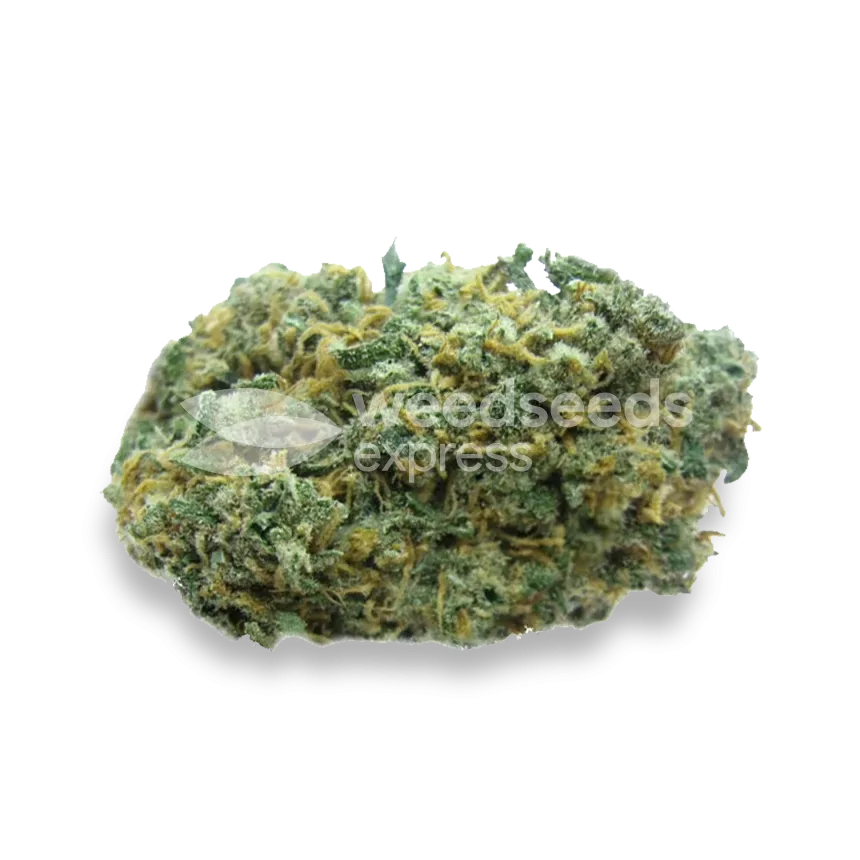 Lambs Bread Bud