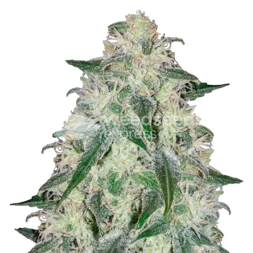 Lambs Bread Plant