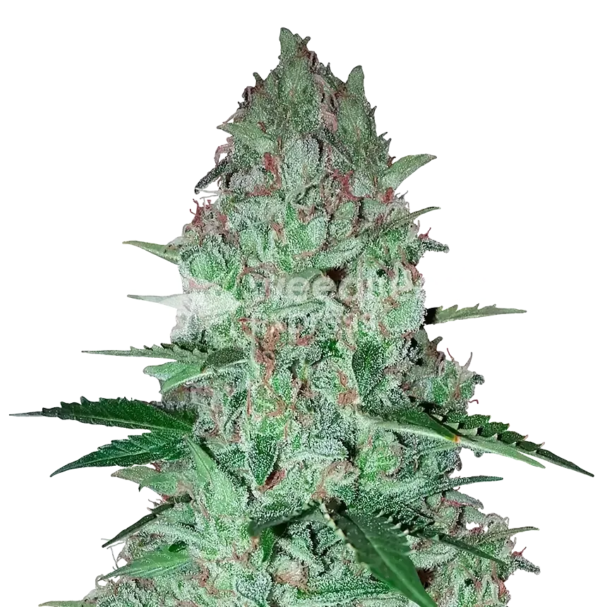 Larry OG Plant