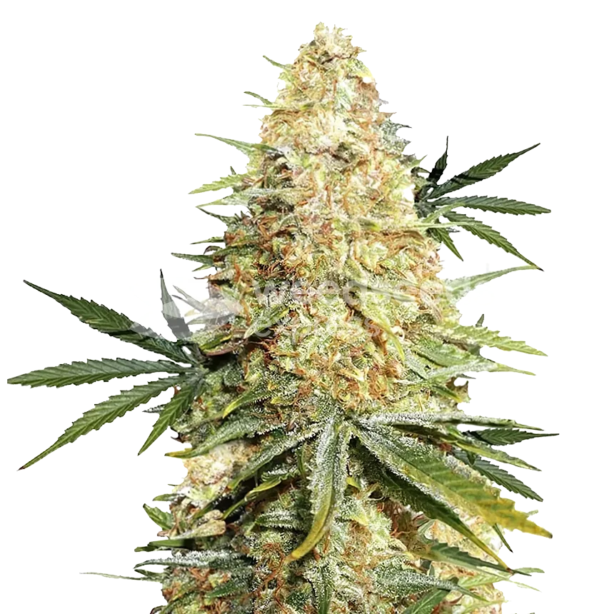 Legend OG Plant