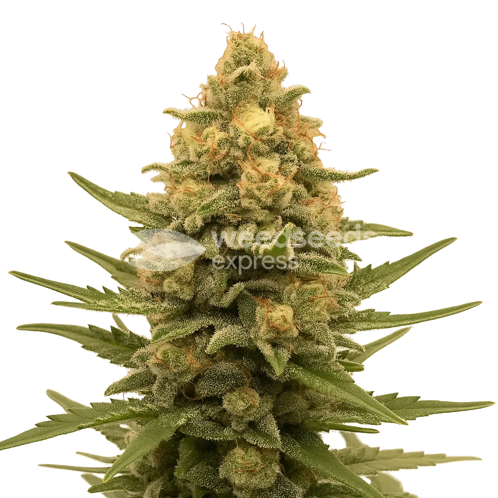 Plante de Lemon Auto