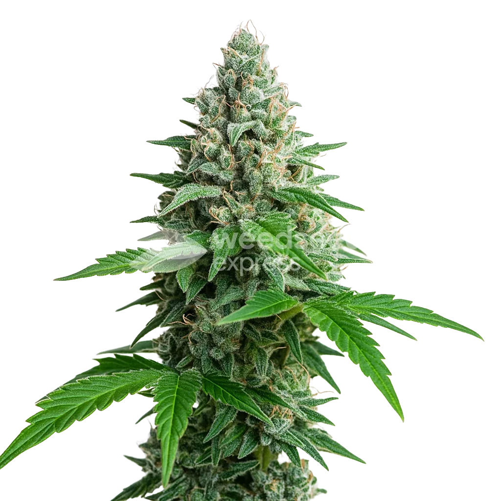 Plante de Lemon Cherry Gelato Auto