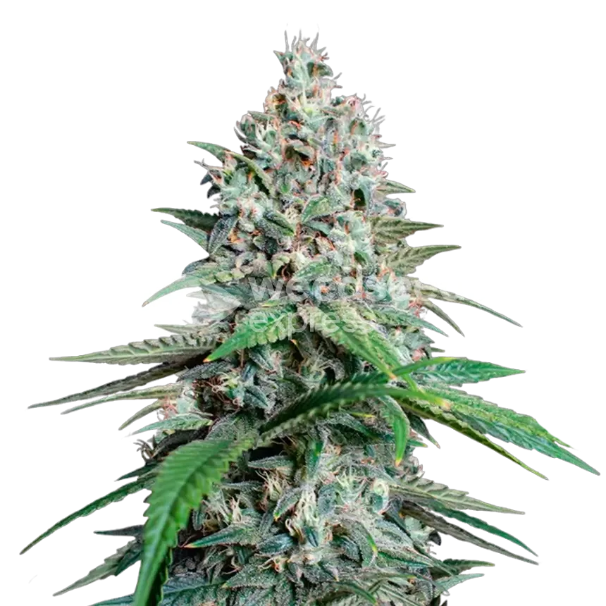 Lemon Cherry Gelato Plante