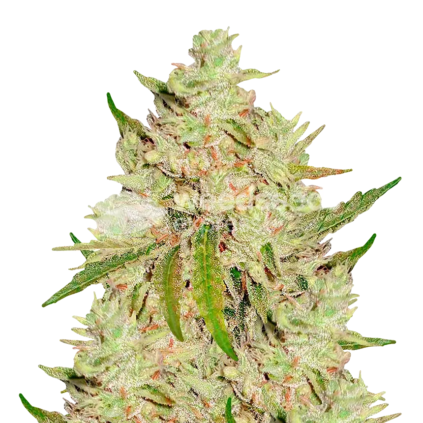 Lemon Tree Plant