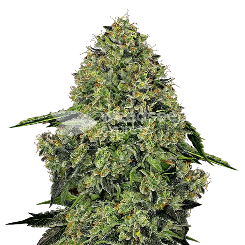 Lithium OG Kush plant