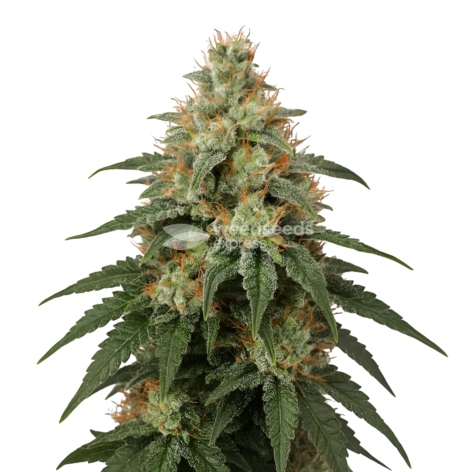 Plante de cannabis London Pound Cake
