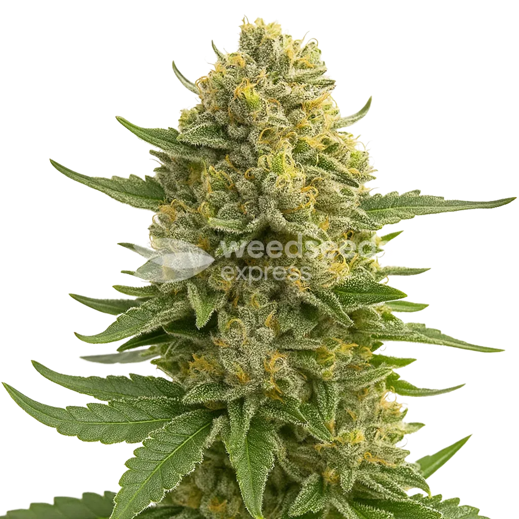 Plante de Love Potion Auto