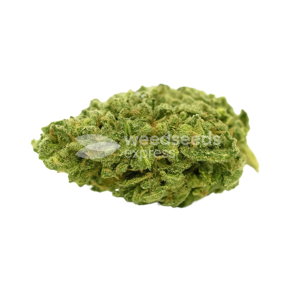 Bud de Lowryder Auto