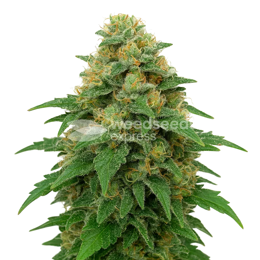Plante de Lowryder Auto