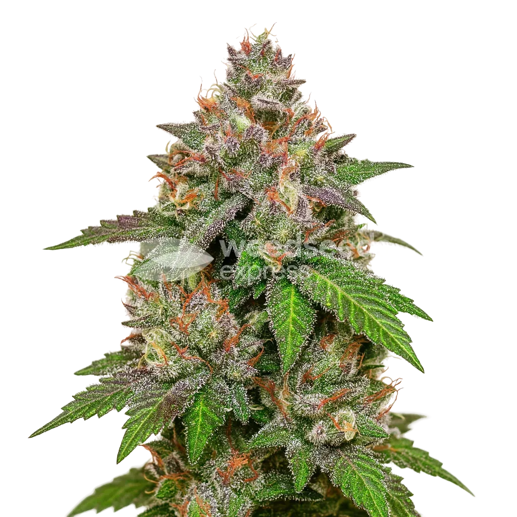 Plante de LSD Auto