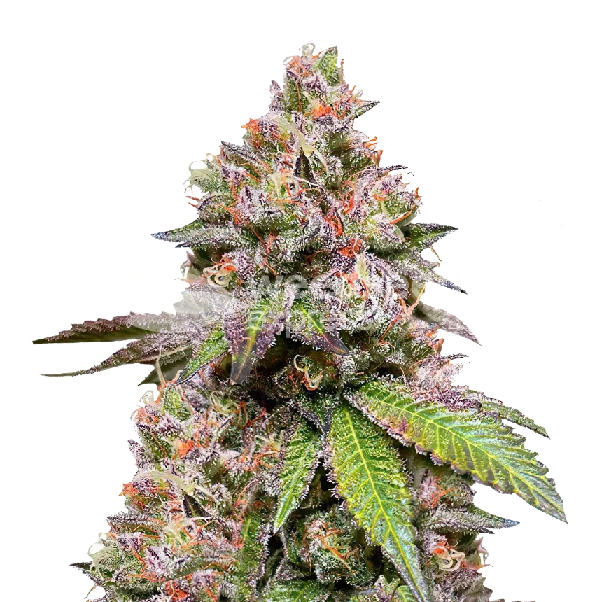 LSD Plant