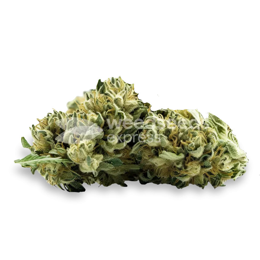 MAC 1 bud