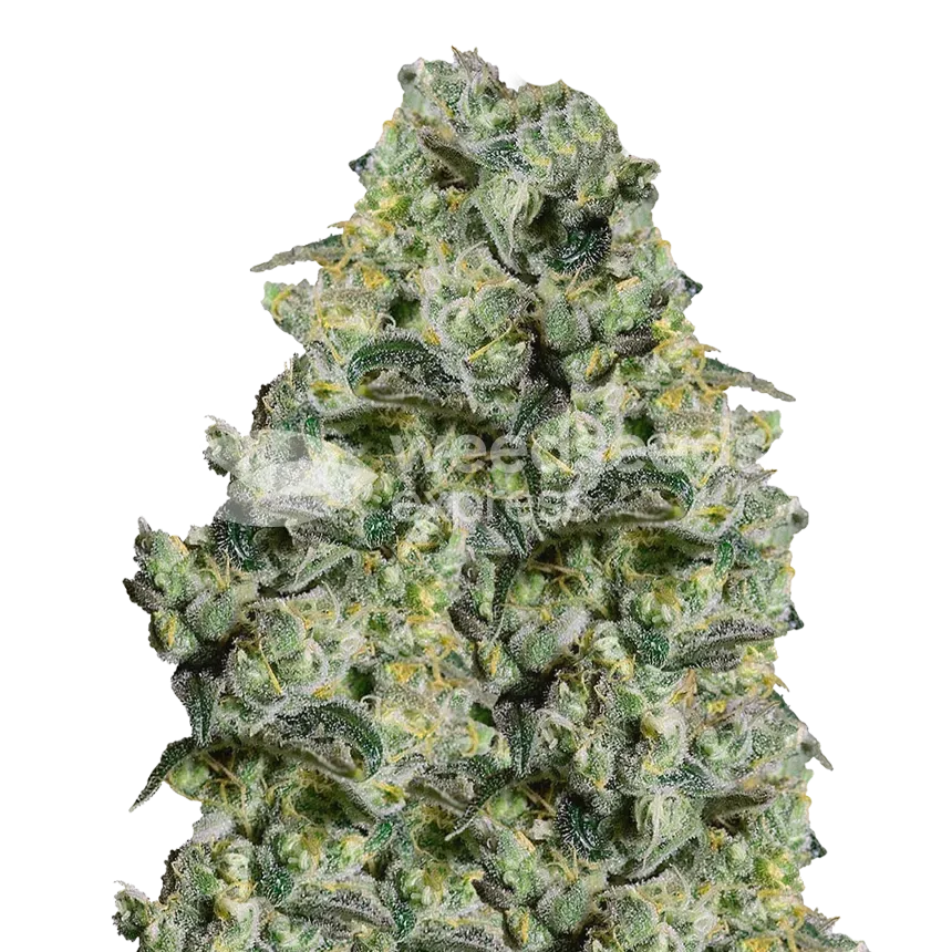 MAC 1 plante