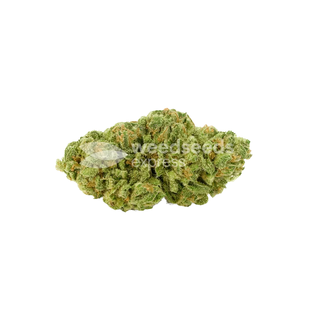 Bud de Magnum Auto