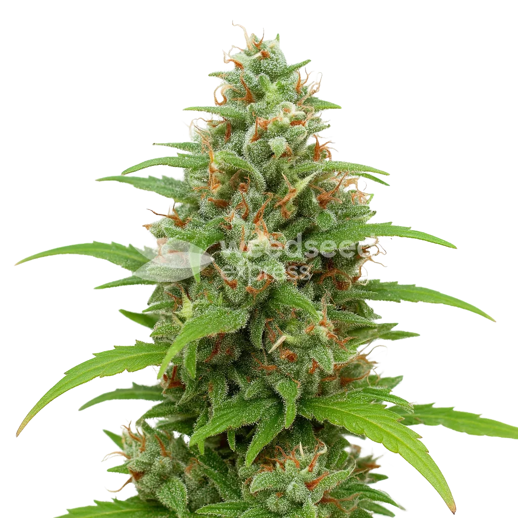 Plante de Magnum Auto
