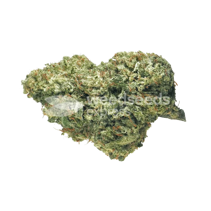 Mamba Negra CBD Bud