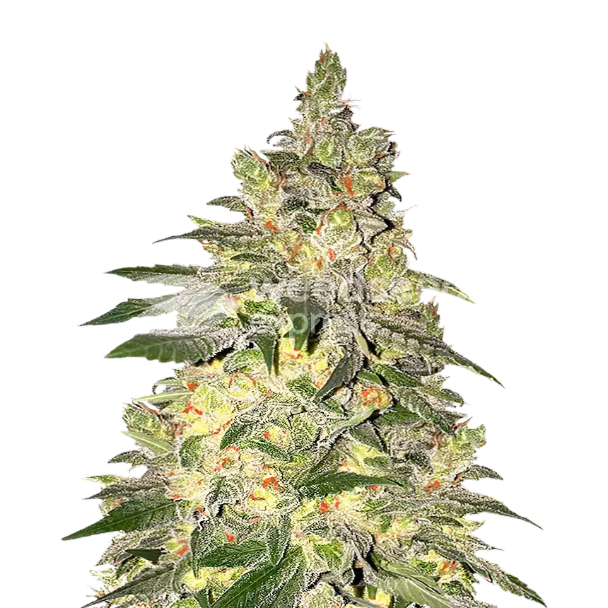 Mamba Negra CBD Plant