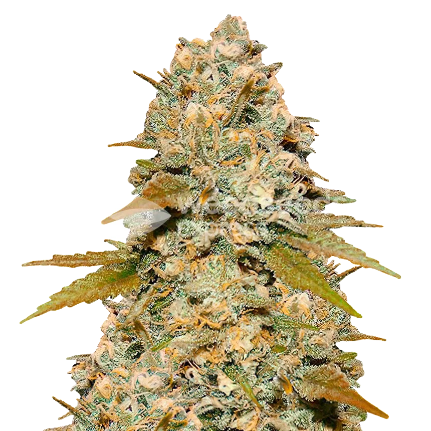 Maple Leaf Plant