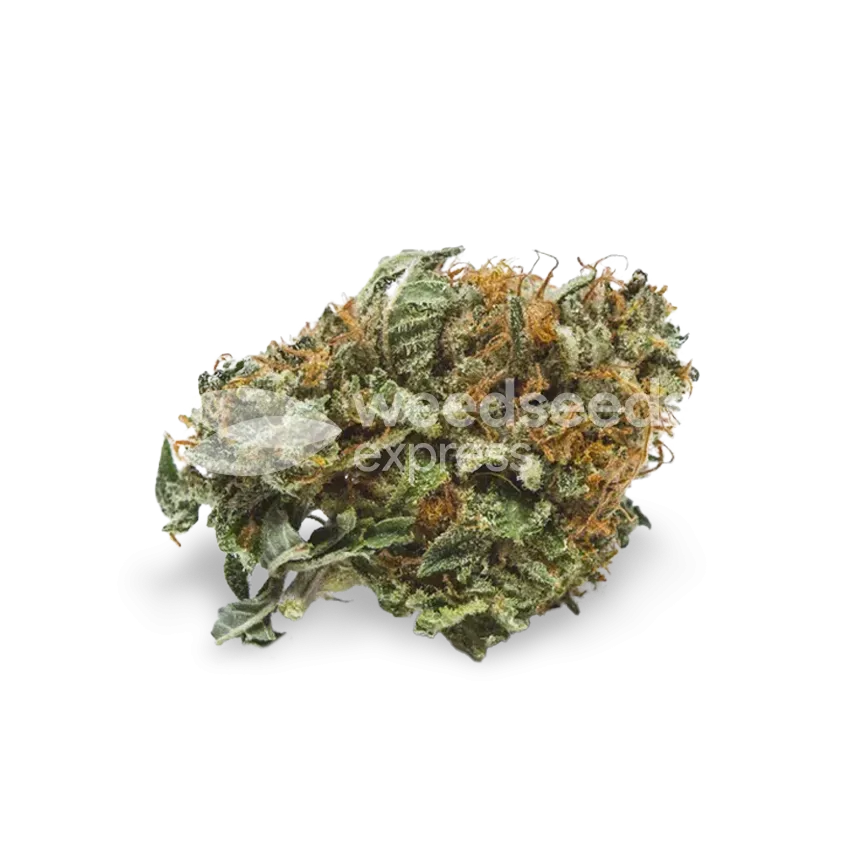 Master Kush bud