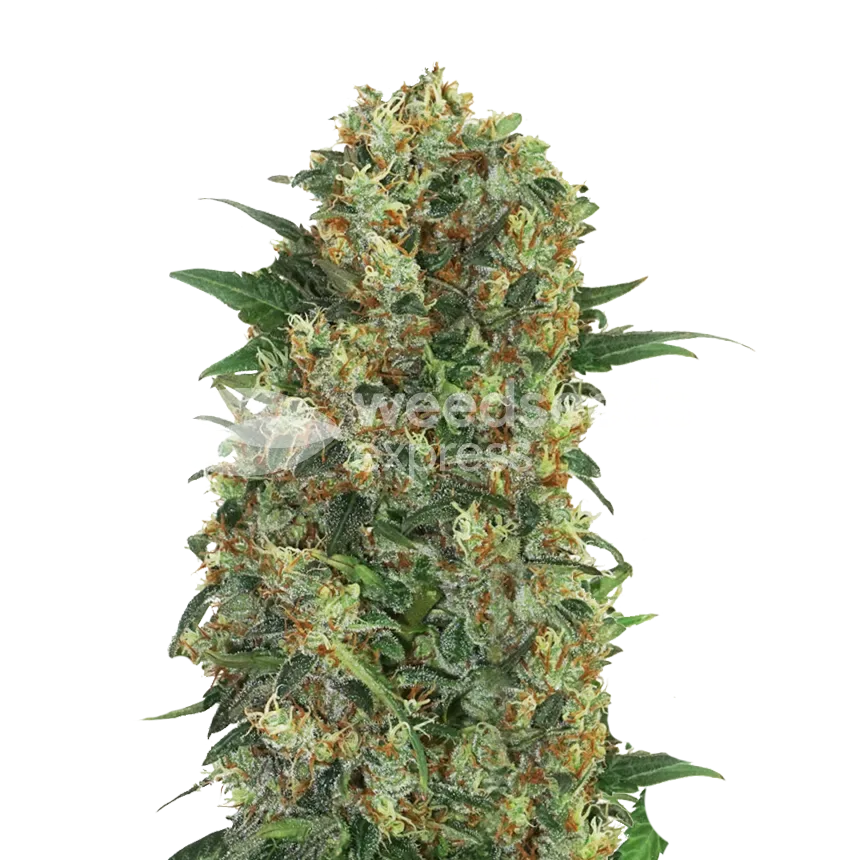 Master Kush plant