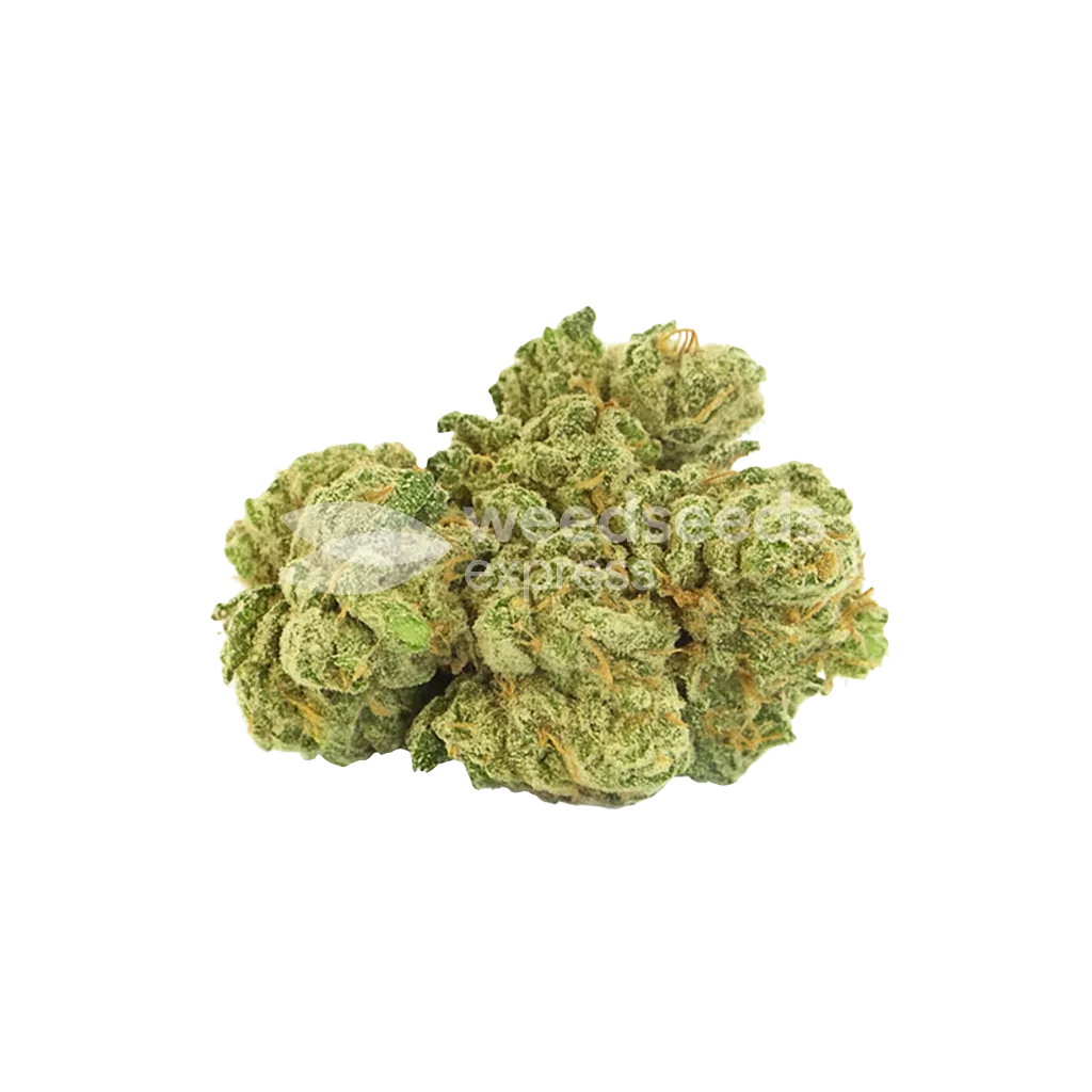 Bud de Maui Waui Auto