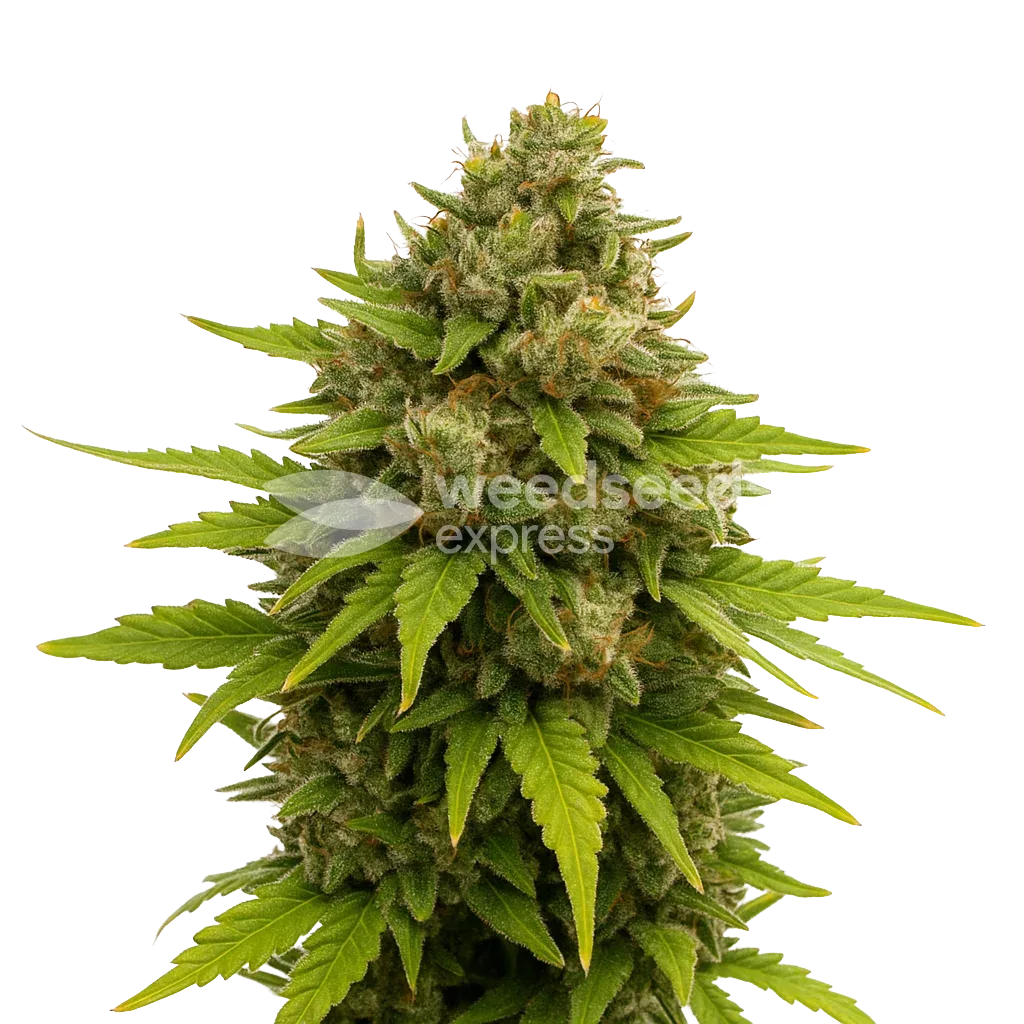 Plante de Maui Waui Auto