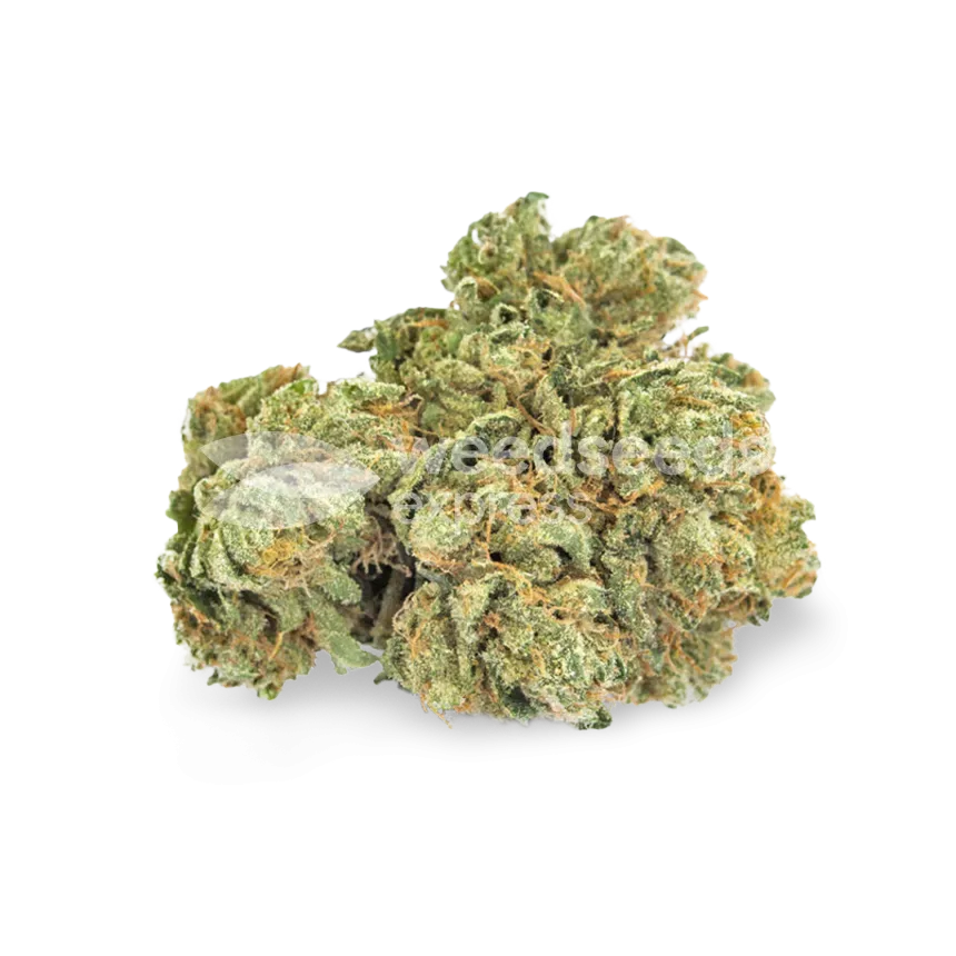 Maui Waui bud
