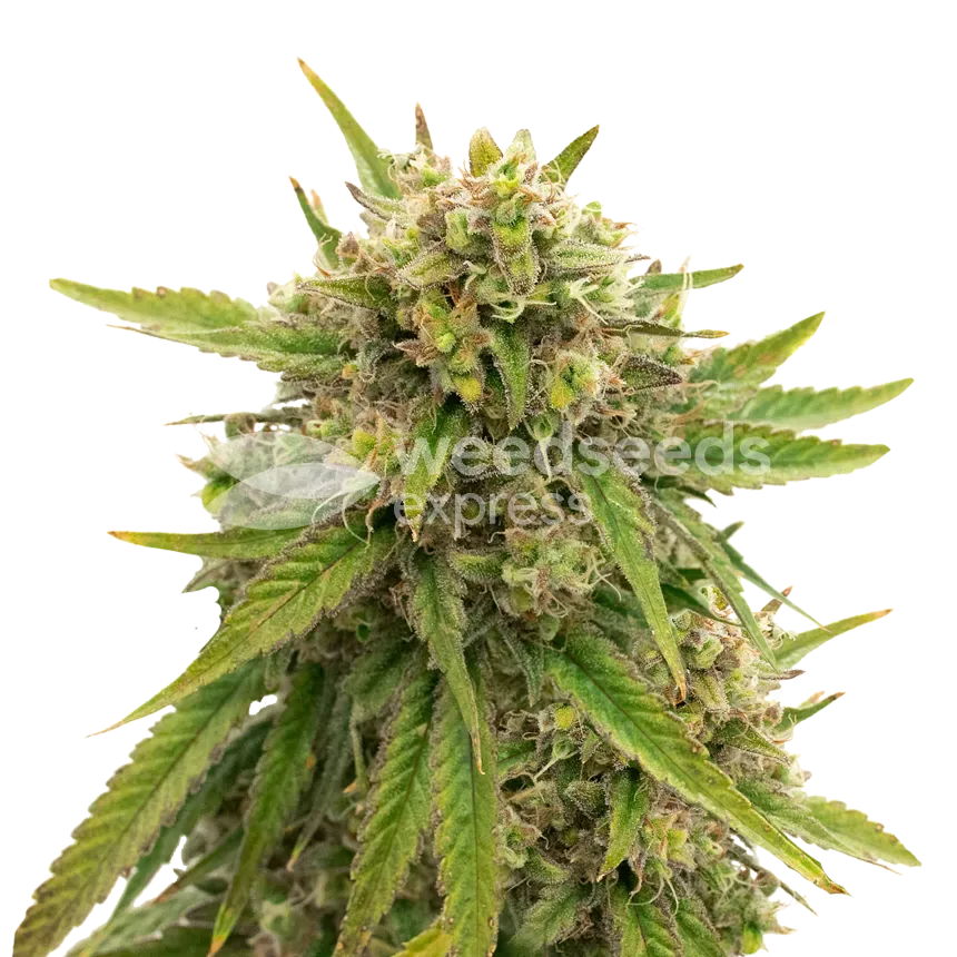 Maui Waui plant