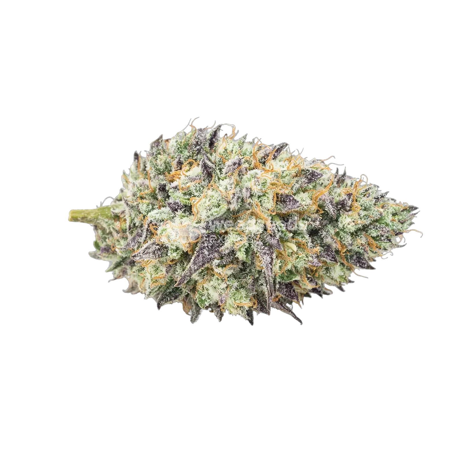 Tête de cannabis Mendo Breath