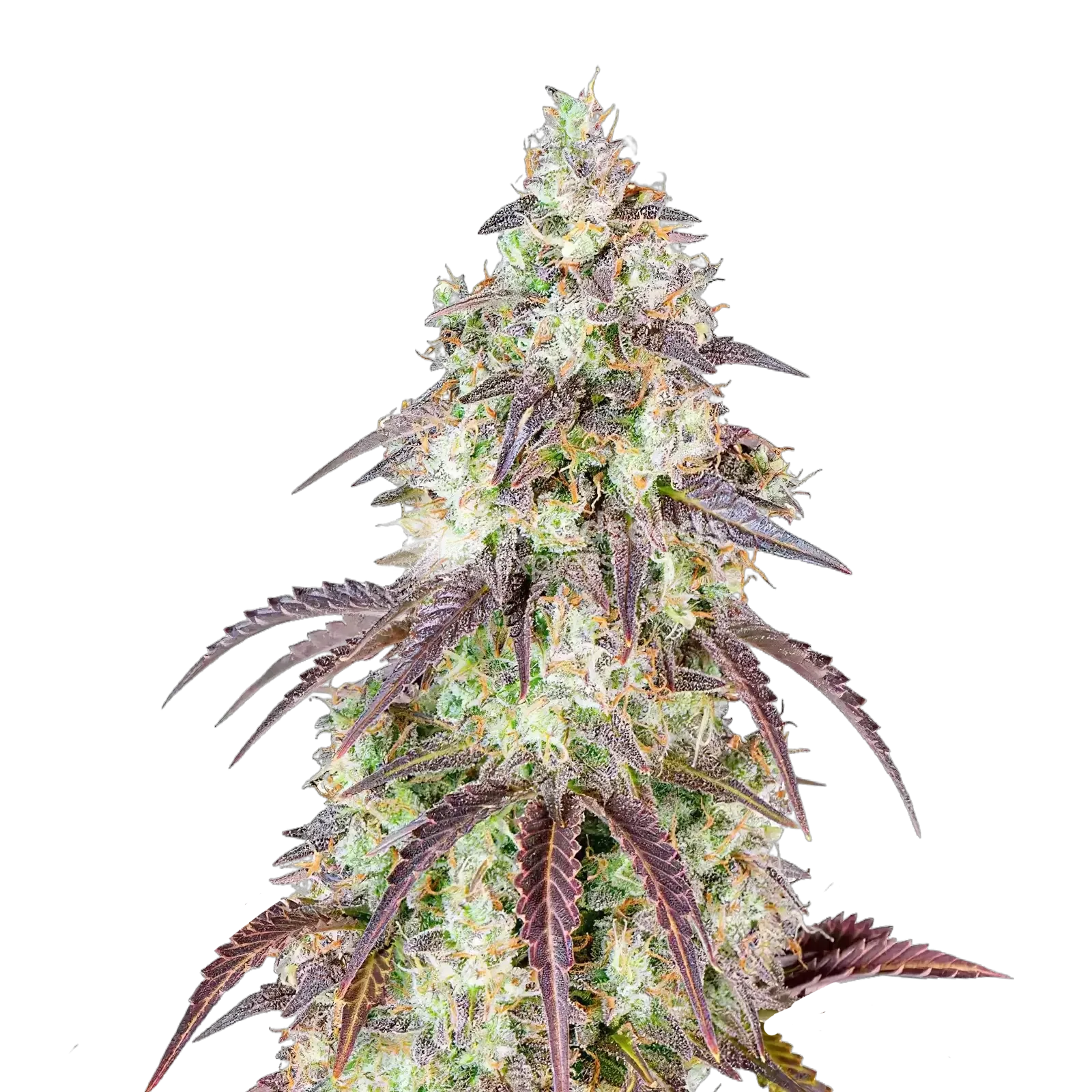 Plante de cannabis Mendo Breath