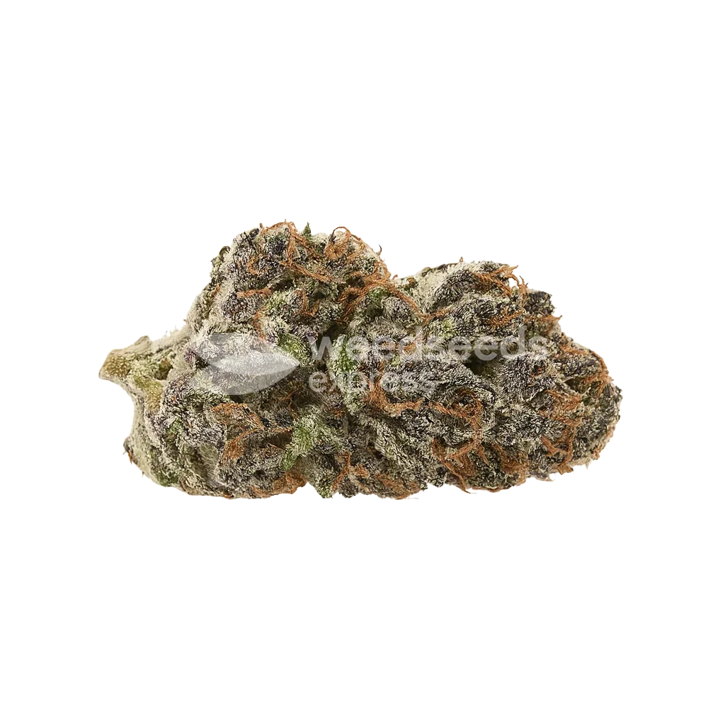 Bud de Mimosa Auto